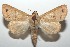  ( - 16-SRNP-101866)  @14 [ ] CreativeCommons  Attribution Non-Commercial Share-Alike (2017) Daniel H. Janzen Guanacaste Dry Forest Conservation Fund