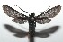  ( - 16-SRNP-101872)  @14 [ ] CreativeCommons  Attribution Non-Commercial Share-Alike (2017) Daniel H. Janzen Guanacaste Dry Forest Conservation Fund