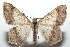  ( - 16-SRNP-101881)  @14 [ ] CreativeCommons  Attribution Non-Commercial Share-Alike (2017) Daniel H. Janzen Guanacaste Dry Forest Conservation Fund
