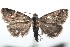  ( - 16-SRNP-101988)  @14 [ ] CreativeCommons  Attribution Non-Commercial Share-Alike (2017) Daniel H. Janzen Guanacaste Dry Forest Conservation Fund