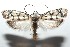  ( - 16-SRNP-102018)  @14 [ ] CreativeCommons  Attribution Non-Commercial Share-Alike (2017) Daniel H. Janzen Guanacaste Dry Forest Conservation Fund