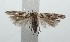  ( - 16-SRNP-102069)  @12 [ ] CreativeCommons  Attribution Non-Commercial Share-Alike (2017) Daniel H. Janzen Guanacaste Dry Forest Conservation Fund