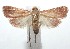  ( - 16-SRNP-102104)  @14 [ ] CreativeCommons  Attribution Non-Commercial Share-Alike (2017) Daniel H. Janzen Guanacaste Dry Forest Conservation Fund