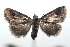  ( - 16-SRNP-102139)  @14 [ ] CreativeCommons  Attribution Non-Commercial Share-Alike (2017) Daniel H. Janzen Guanacaste Dry Forest Conservation Fund