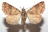  ( - 16-SRNP-102164)  @14 [ ] CreativeCommons  Attribution Non-Commercial Share-Alike (2017) Daniel H. Janzen Guanacaste Dry Forest Conservation Fund