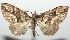  (Psaliodes BioLep3409 - 16-SRNP-103409)  @15 [ ] CreativeCommons - Attribution Non-Commercial Share-Alike (2018) Daniel H. Janzen Guanacaste Dry Forest Conservation Fund