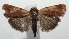  ( - 16-SRNP-103494)  @13 [ ] CreativeCommons - Attribution Non-Commercial Share-Alike (2018) Daniel H. Janzen Guanacaste Dry Forest Conservation Fund