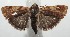  ( - 16-SRNP-103496)  @13 [ ] CreativeCommons - Attribution Non-Commercial Share-Alike (2018) Daniel H. Janzen Guanacaste Dry Forest Conservation Fund
