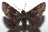  ( - 16-SRNP-103591)  @11 [ ] CreativeCommons - Attribution Non-Commercial Share-Alike (2018) Daniel H. Janzen Guanacaste Dry Forest Conservation Fund