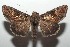  ( - 16-SRNP-103612)  @14 [ ] CreativeCommons - Attribution Non-Commercial Share-Alike (2018) Daniel H. Janzen Guanacaste Dry Forest Conservation Fund