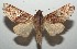  ( - 16-SRNP-103645)  @13 [ ] CreativeCommons - Attribution Non-Commercial Share-Alike (2018) Daniel H. Janzen Guanacaste Dry Forest Conservation Fund