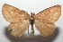  ( - 16-SRNP-103655)  @11 [ ] CreativeCommons - Attribution Non-Commercial Share-Alike (2018) Daniel H. Janzen Guanacaste Dry Forest Conservation Fund