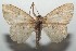  (Semaeopus Malaise1700 - 16-SRNP-103656)  @14 [ ] CreativeCommons - Attribution Non-Commercial Share-Alike (2018) Daniel H. Janzen Guanacaste Dry Forest Conservation Fund