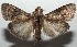  ( - 16-SRNP-103707)  @11 [ ] CreativeCommons - Attribution Non-Commercial Share-Alike (2018) Daniel H. Janzen Guanacaste Dry Forest Conservation Fund