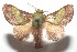  ( - 16-SRNP-103720)  @14 [ ] CreativeCommons - Attribution Non-Commercial Share-Alike (2018) Daniel H. Janzen Guanacaste Dry Forest Conservation Fund