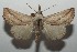  ( - 16-SRNP-103877)  @13 [ ] CreativeCommons - Attribution Non-Commercial Share-Alike (2018) Daniel H. Janzen Guanacaste Dry Forest Conservation Fund