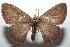  ( - 16-SRNP-103922)  @11 [ ] CreativeCommons - Attribution Non-Commercial Share-Alike (2018) Daniel H. Janzen Guanacaste Dry Forest Conservation Fund