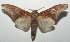  ( - 16-SRNP-103990)  @14 [ ] CreativeCommons - Attribution Non-Commercial Share-Alike (2018) Daniel H. Janzen Guanacaste Dry Forest Conservation Fund