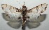  ( - 16-SRNP-104388)  @13 [ ] CreativeCommons - Attribution Non-Commercial Share-Alike (2018) Daniel H. Janzen Guanacaste Dry Forest Conservation Fund