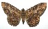  ( - 16-SRNP-104428)  @14 [ ] CreativeCommons - Attribution Non-Commercial Share-Alike (2018) Daniel H. Janzen Guanacaste Dry Forest Conservation Fund