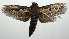  ( - 16-SRNP-104450)  @13 [ ] CreativeCommons - Attribution Non-Commercial Share-Alike (2018) Daniel H. Janzen Guanacaste Dry Forest Conservation Fund