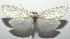 ( - 16-SRNP-104540)  @11 [ ] CreativeCommons - Attribution Non-Commercial Share-Alike (2018) Daniel H. Janzen Guanacaste Dry Forest Conservation Fund