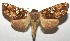  ( - 16-SRNP-104561)  @14 [ ] CreativeCommons - Attribution Non-Commercial Share-Alike (2018) Daniel H. Janzen Guanacaste Dry Forest Conservation Fund