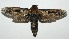  ( - 16-SRNP-104618)  @13 [ ] CreativeCommons - Attribution Non-Commercial Share-Alike (2018) Daniel H. Janzen Guanacaste Dry Forest Conservation Fund