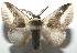  ( - 16-SRNP-104783)  @15 [ ] CreativeCommons - Attribution Non-Commercial Share-Alike (2018) Daniel H. Janzen Guanacaste Dry Forest Conservation Fund