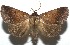  ( - 16-SRNP-104856)  @14 [ ] CreativeCommons - Attribution Non-Commercial Share-Alike (2018) Daniel H. Janzen Guanacaste Dry Forest Conservation Fund