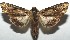  ( - 16-SRNP-104861)  @14 [ ] CreativeCommons - Attribution Non-Commercial Share-Alike (2018) Daniel H. Janzen Guanacaste Dry Forest Conservation Fund