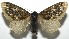  ( - 16-SRNP-104922)  @11 [ ] CreativeCommons - Attribution Non-Commercial Share-Alike (2018) Daniel H. Janzen Guanacaste Dry Forest Conservation Fund