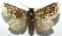  ( - 16-SRNP-104924)  @11 [ ] CreativeCommons - Attribution Non-Commercial Share-Alike (2018) Daniel H. Janzen Guanacaste Dry Forest Conservation Fund
