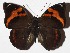  ( - 16-SRNP-1119)  @14 [ ] CreativeCommons  Attribution Non-Commercial Share-Alike (2017) Daniel H. Janzen Guanacaste Dry Forest Conservation Fund