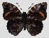 ( - 16-SRNP-1119)  @14 [ ] CreativeCommons  Attribution Non-Commercial Share-Alike (2017) Daniel H. Janzen Guanacaste Dry Forest Conservation Fund