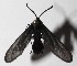  (Harrisina Janzen17 - 16-SRNP-20489)  @13 [ ] CreativeCommons  Attribution Non-Commercial Share-Alike (2017) Daniel H. Janzen Guanacaste Dry Forest Conservation Fund
