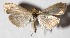  (Patania Solis04 - 16-SRNP-26228)  @14 [ ] CreativeCommons  Attribution Non-Commercial Share-Alike (2017) Daniel H. Janzen Guanacaste Dry Forest Conservation Fund