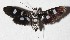  ( - 16-SRNP-26331)  @14 [ ] CreativeCommons  Attribution Non-Commercial Share-Alike (2017) Daniel H. Janzen Guanacaste Dry Forest Conservation Fund