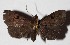  ( - 16-SRNP-26337)  @13 [ ] CreativeCommons  Attribution Non-Commercial Share-Alike (2017) Daniel H. Janzen Guanacaste Dry Forest Conservation Fund