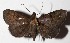  ( - 16-SRNP-26423)  @13 [ ] CreativeCommons  Attribution Non-Commercial Share-Alike (2017) Daniel H. Janzen Guanacaste Dry Forest Conservation Fund
