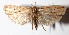  (Stenoma Janzen142 - 16-SRNP-26560)  @15 [ ] CreativeCommons  Attribution Non-Commercial Share-Alike (2017) Daniel H. Janzen Guanacaste Dry Forest Conservation Fund