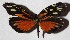  ( - 16-SRNP-30174)  @13 [ ] CreativeCommons  Attribution Non-Commercial Share-Alike (2017) Daniel H. Janzen Guanacaste Dry Forest Conservation Fund