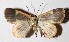  ( - 16-SRNP-30524)  @13 [ ] CreativeCommons  Attribution Non-Commercial Share-Alike (2017) Daniel H. Janzen Guanacaste Dry Forest Conservation Fund