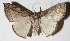  ( - 16-SRNP-30753)  @13 [ ] CreativeCommons  Attribution Non-Commercial Share-Alike (2017) Daniel H. Janzen Guanacaste Dry Forest Conservation Fund