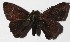  ( - 16-SRNP-30777)  @14 [ ] CreativeCommons  Attribution Non-Commercial Share-Alike (2017) Daniel H. Janzen Guanacaste Dry Forest Conservation Fund