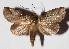  ( - 16-SRNP-30833)  @14 [ ] CreativeCommons  Attribution Non-Commercial Share-Alike (2017) Daniel H. Janzen Guanacaste Dry Forest Conservation Fund
