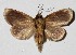  ( - 16-SRNP-30833)  @14 [ ] CreativeCommons  Attribution Non-Commercial Share-Alike (2017) Daniel H. Janzen Guanacaste Dry Forest Conservation Fund