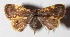  ( - 16-SRNP-30842)  @14 [ ] CreativeCommons  Attribution Non-Commercial Share-Alike (2017) Daniel H. Janzen Guanacaste Dry Forest Conservation Fund