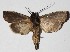  ( - 16-SRNP-30868)  @14 [ ] CreativeCommons  Attribution Non-Commercial Share-Alike (2017) Daniel H. Janzen Guanacaste Dry Forest Conservation Fund