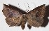  ( - 16-SRNP-31271)  @14 [ ] CreativeCommons  Attribution Non-Commercial Share-Alike (2017) Daniel H. Janzen Guanacaste Dry Forest Conservation Fund